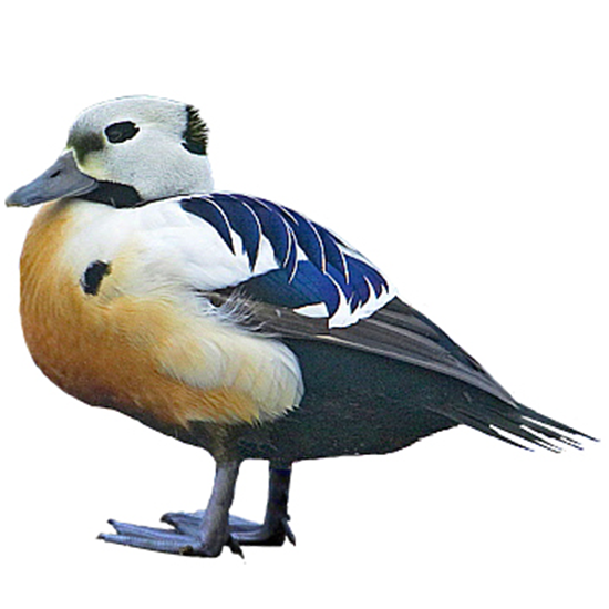 Steller’s Eider Duck
